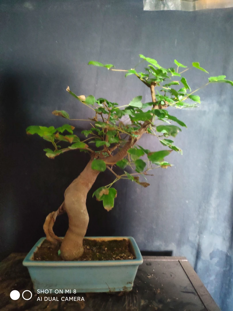 小叶红芽三角枫盆栽绿植盆景。