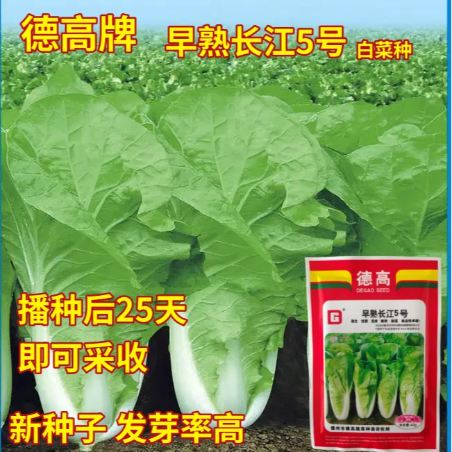 德高早熟长江5号 正宗优质耐热早熟五号白菜快菜四季种植蔬菜种子