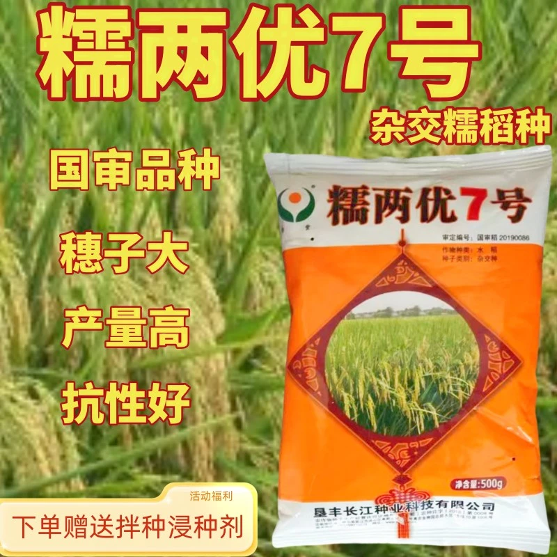 糯两优7号国审优质糯稻种子高产杂交抗倒正品糯谷种子稻种
