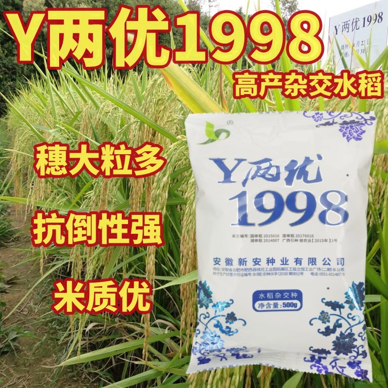 Y两优1998 国审高产优质抗病抗倒杂交水稻种子一季中稻谷种
