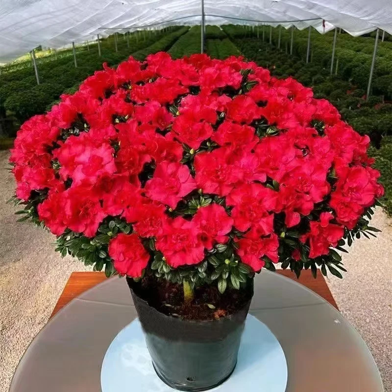 杜鹃花苞盆栽老桩开花室内外阳台易活植物花卉绿植杜鹃花四季开花