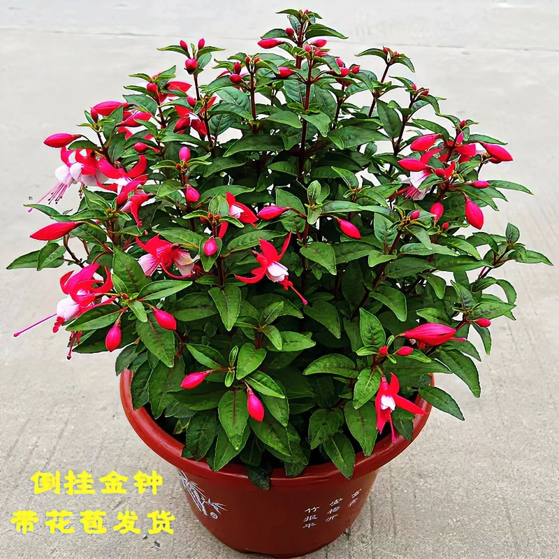 宝莲灯花盆栽倒挂金钟花苗吊钟花室内阳台四季开花灯笼花带花苞大