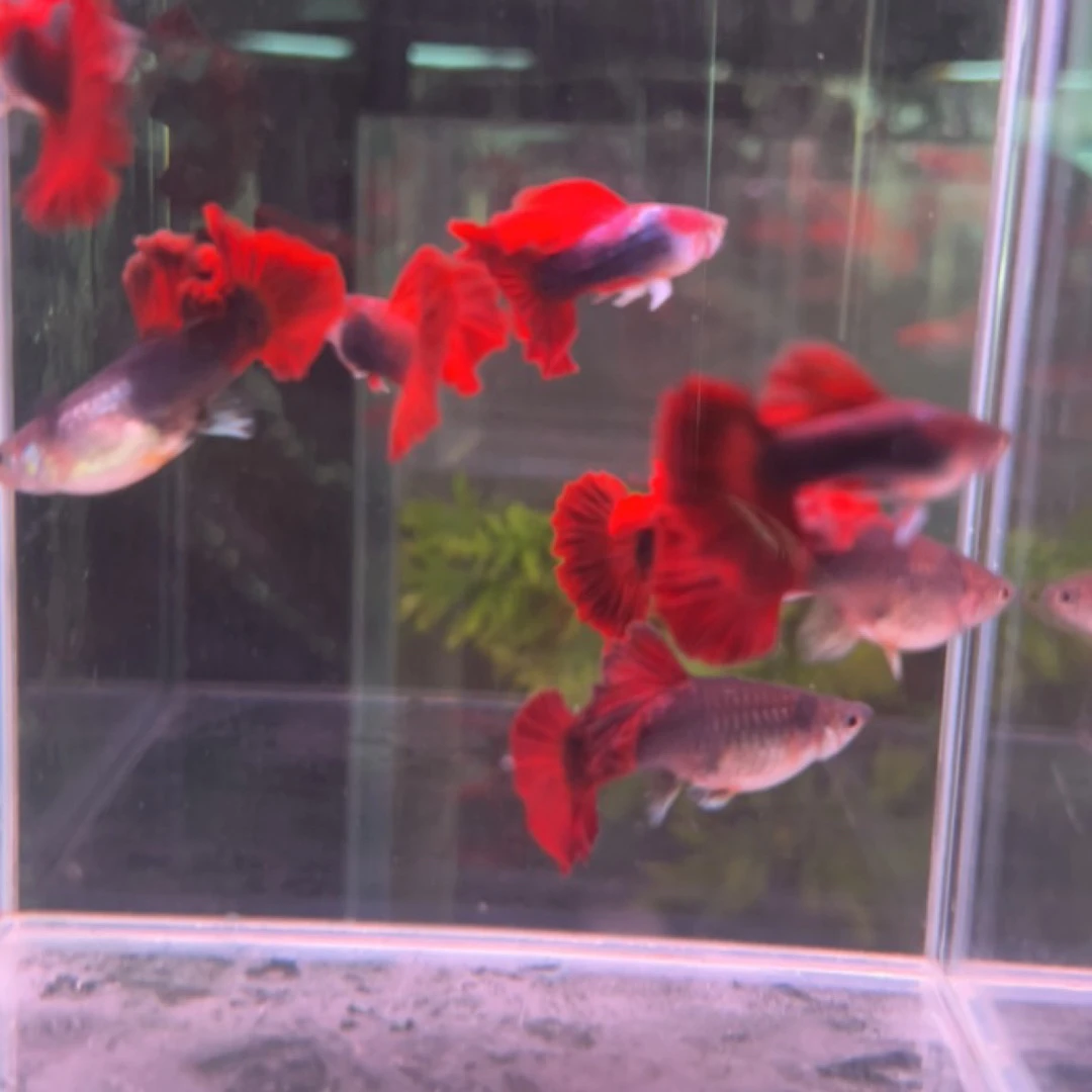 菊花帆褶扇孔雀鱼精品小型热带鱼「超萌好物」