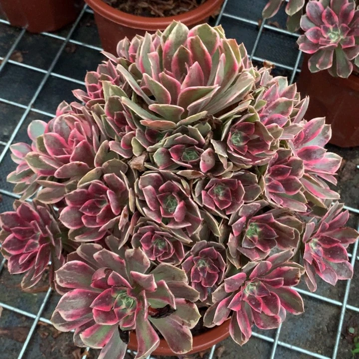 46号浣纱老桩不包损