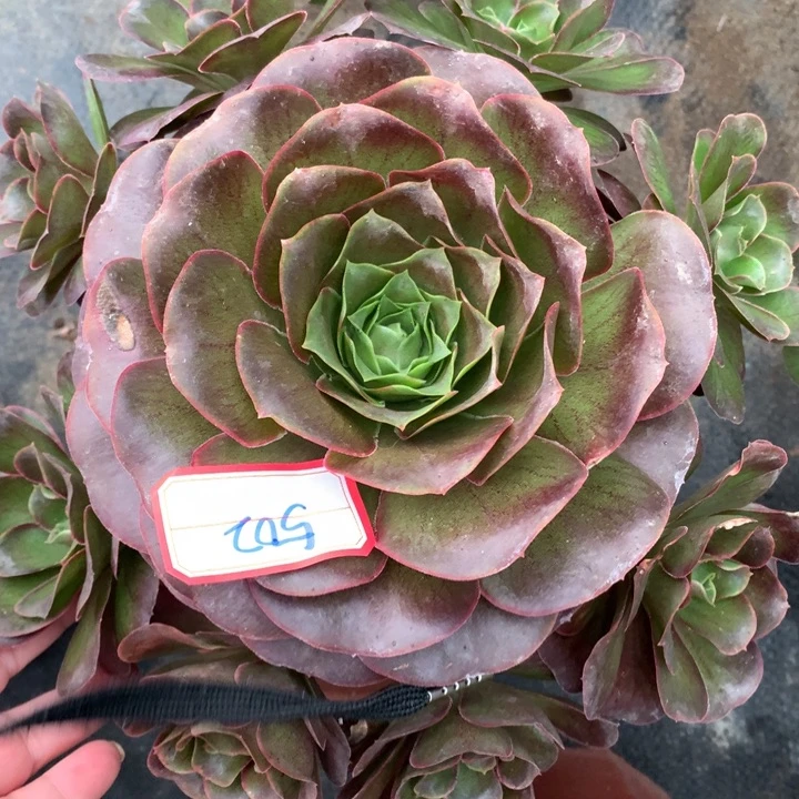 502号魅金玫瑰老桩不包损