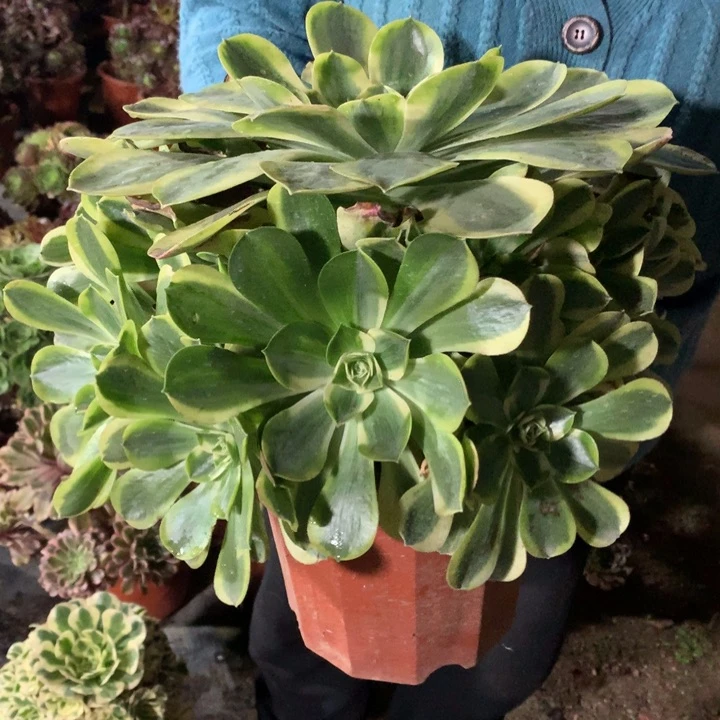 香炉盘锦老桩不包损