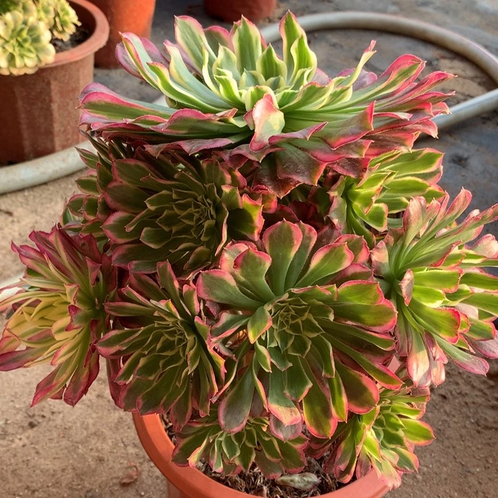 344号天合老桩不包损