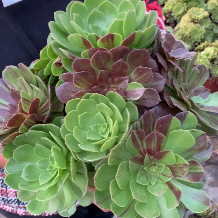 257号魅金玫瑰老桩不包损