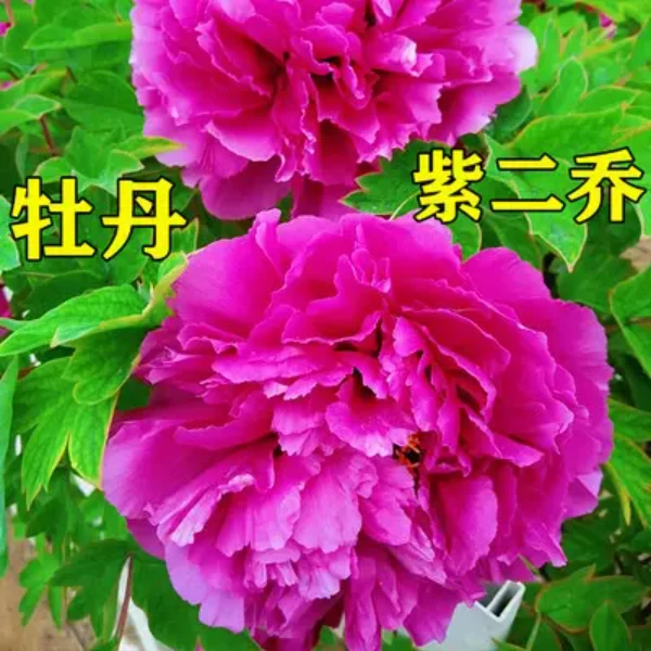 菏泽观花牡丹花苗盆栽庭院阳台植物四季好养
