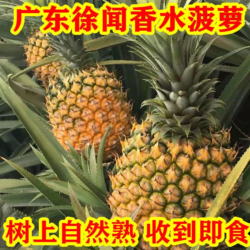 大果广东徐闻菠萝水果当季香水大菠萝新鲜现摘除味非凤梨