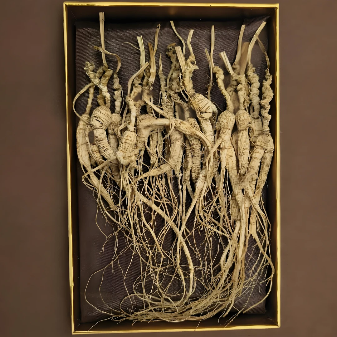 高年份林山参生晒参食用 林中自然生长人参