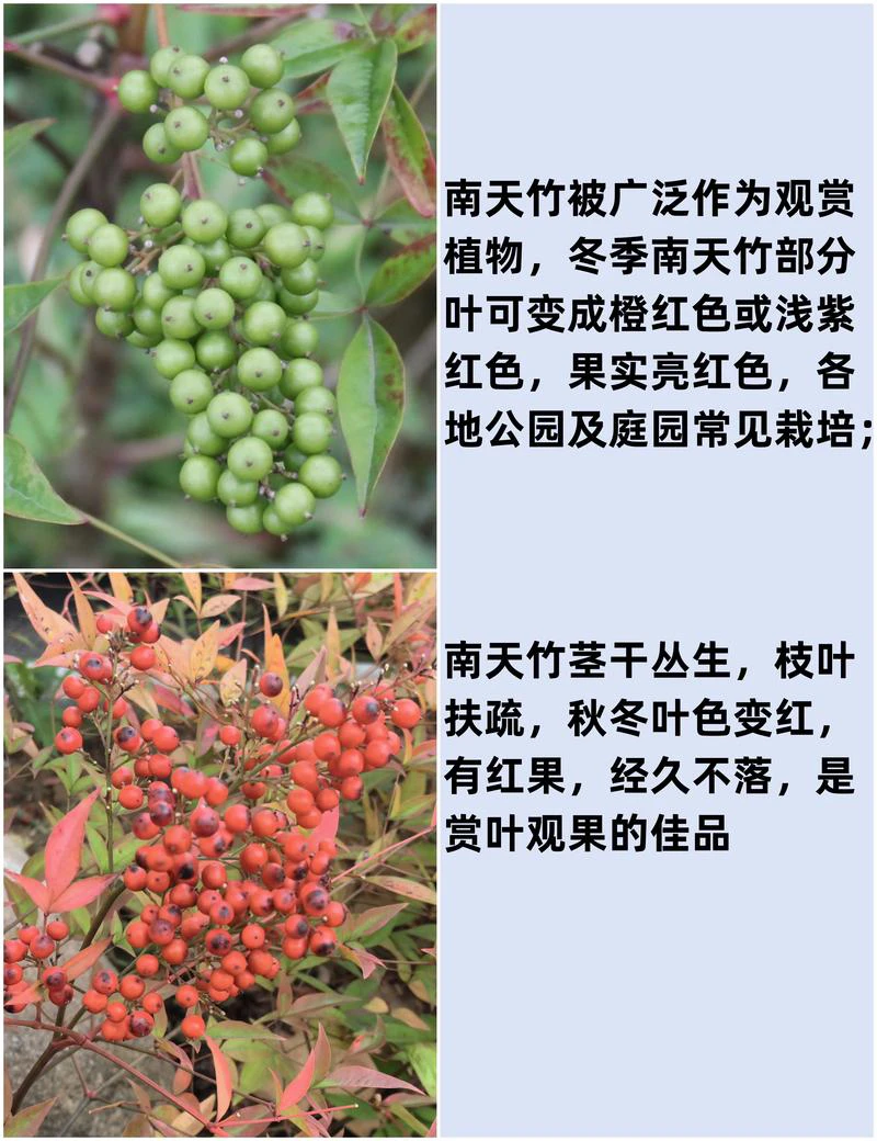 南天竹网红南天竹盆栽室内室外绿植好养活观赏性高春绿秋红栽培