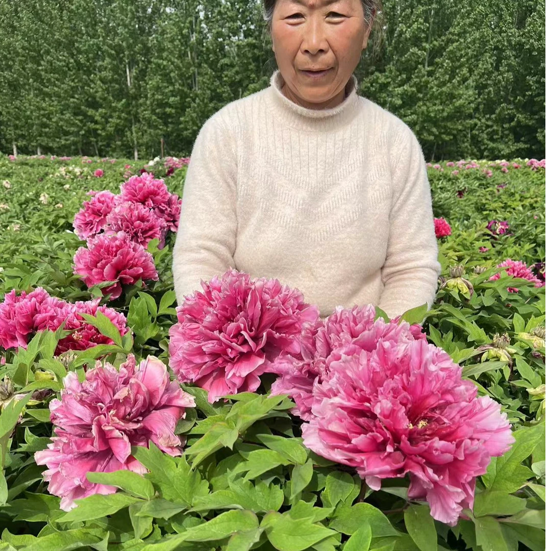 菏泽观赏牡丹基地自产自销一物一拍