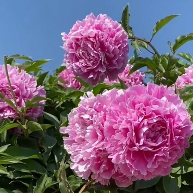 菏泽原产地自产自销观赏芍药品种晴雯老桩花苗特大花