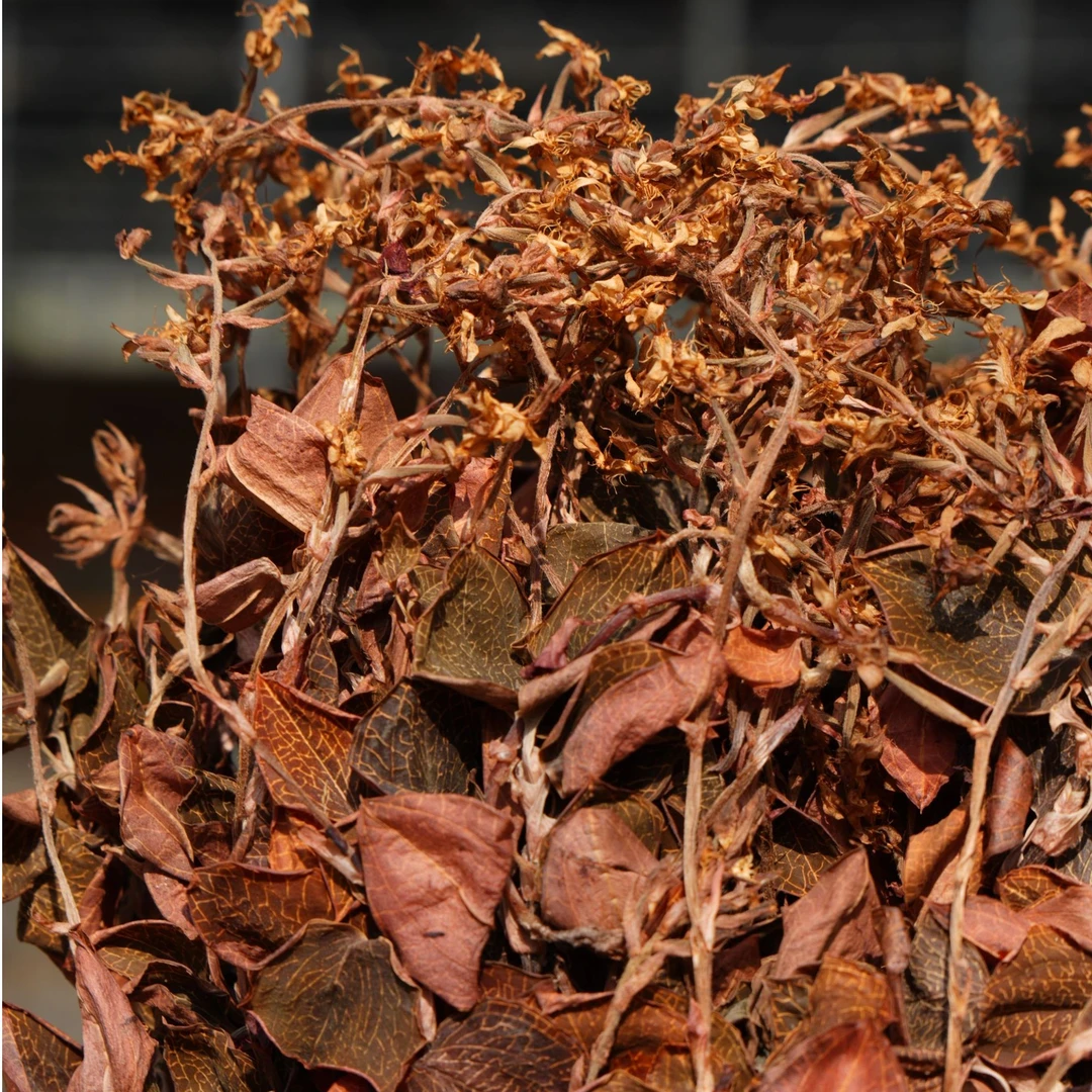 【权哥有好货】福建红霞开花金线连 （苓）