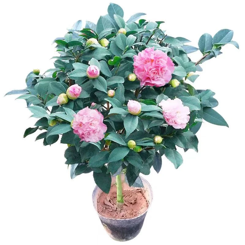 一物一拍山茶花大花浓香地载盆栽