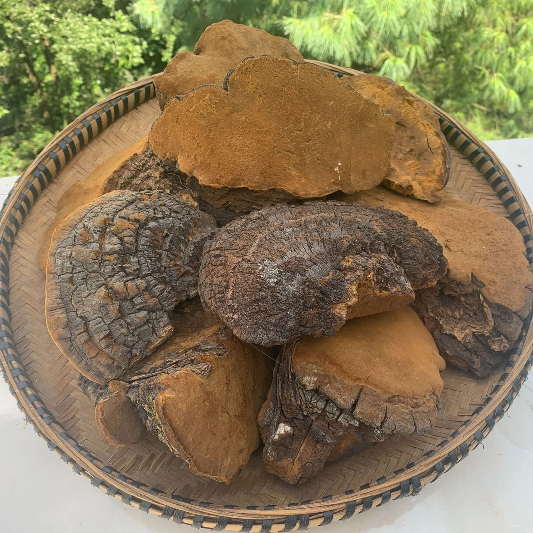 【小花山货】现收山货【桑黄】