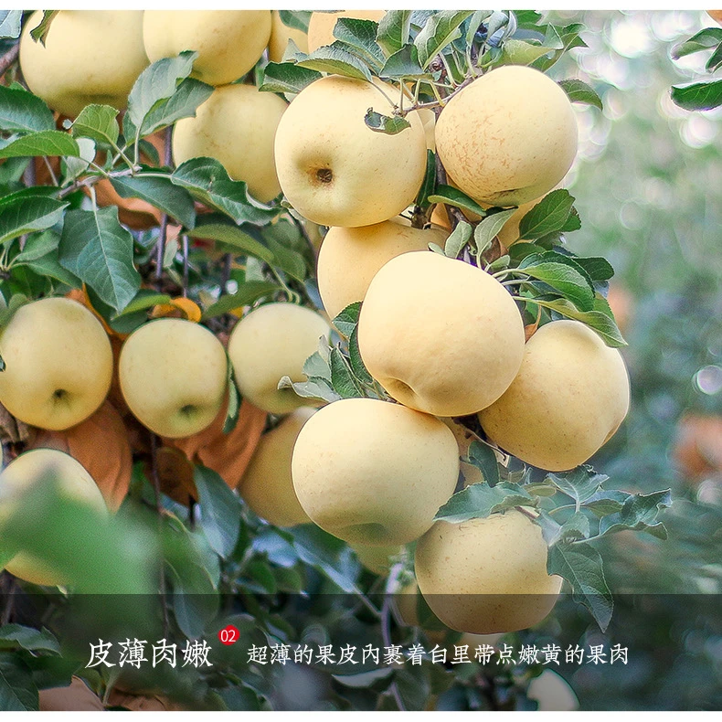山东烟台栖霞奶油苹果水果4.5斤9斤