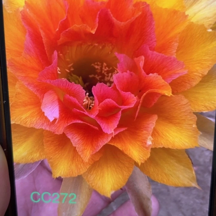 仙人球彩草歪cc272