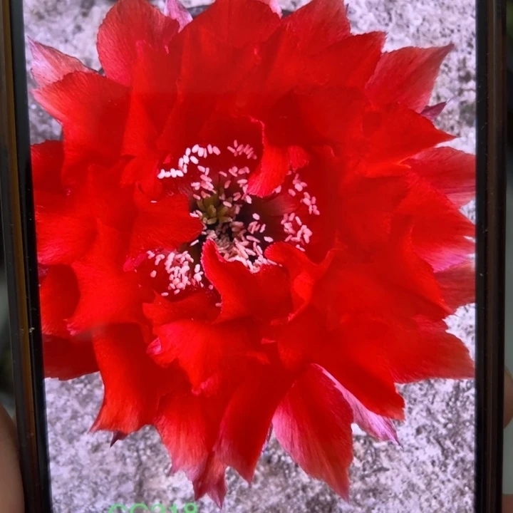 仙人球彩草歪cc218