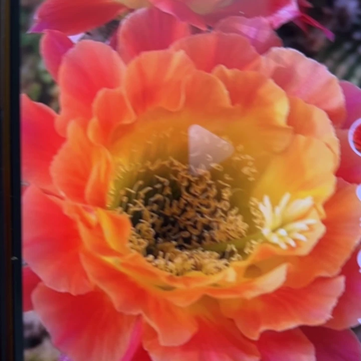 仙人球彩草歪大满冠