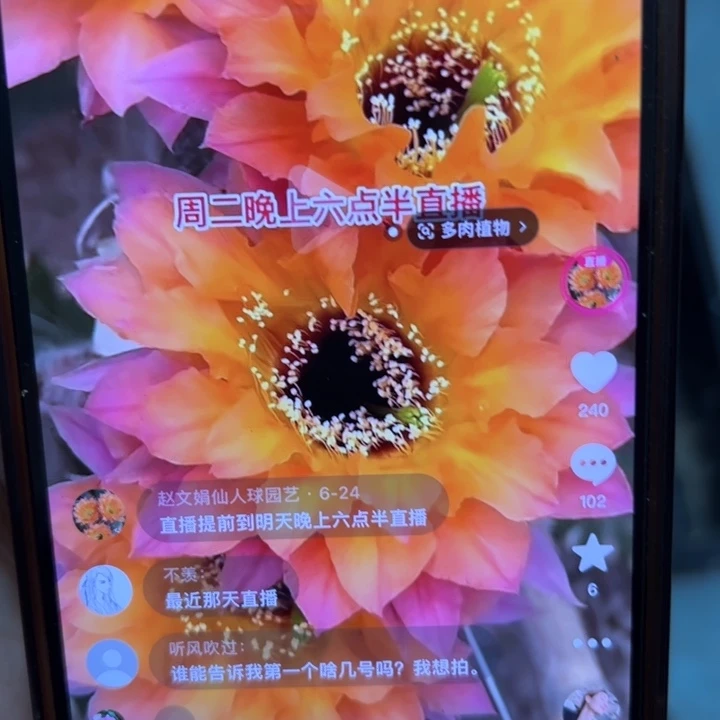 仙人球彩草歪cc221