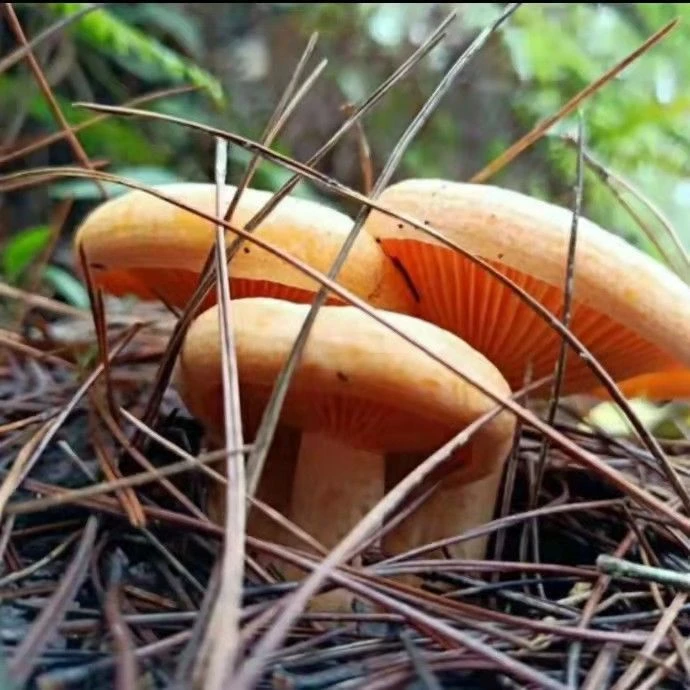 【不出包赔】野生松树菌新鲜菌种包乌枞菌菌包丛树菌寒菌松菌松