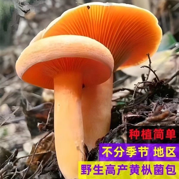 【不出包赔】高产乌枞菌黄枞菌铜绿菌枞树菌松树菌人工培育高产菌包