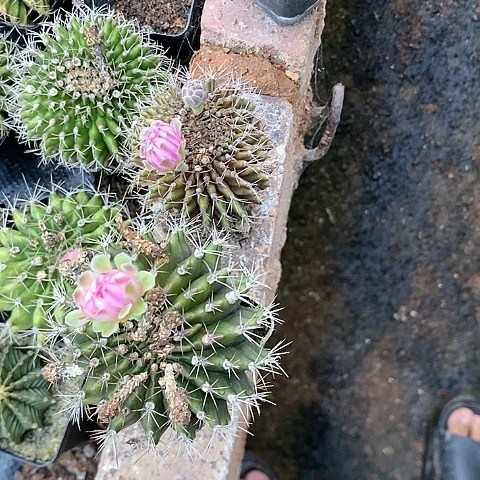 仙人球直播链接翠缀
