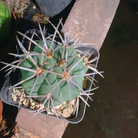 仙人球直播链接天平杂