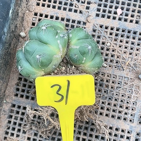 仙人球直播链接31