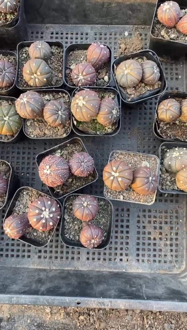 【闪购商品】双头海星紫皮兜