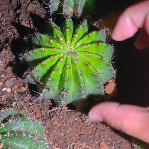 仙人球直播链接彩草5颗
