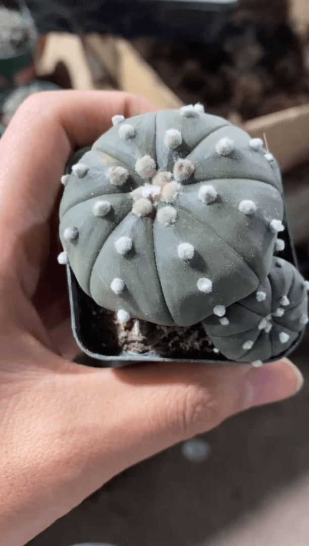 【闪购商品】实生双头星兜