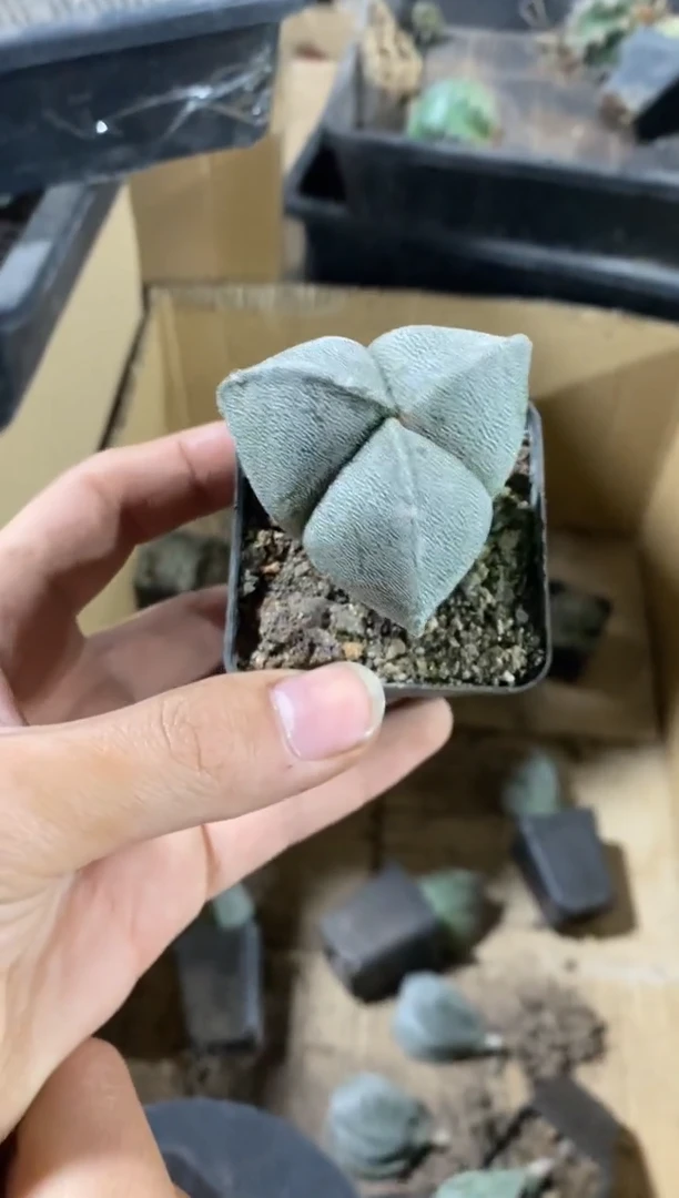 【闪购商品】实生三角鸾凤玉单颗