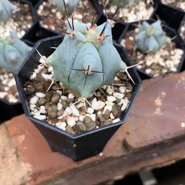 仙人球直播链接弁庆