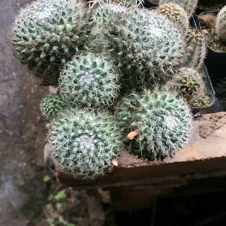 仙人球直播链接多头玉翁