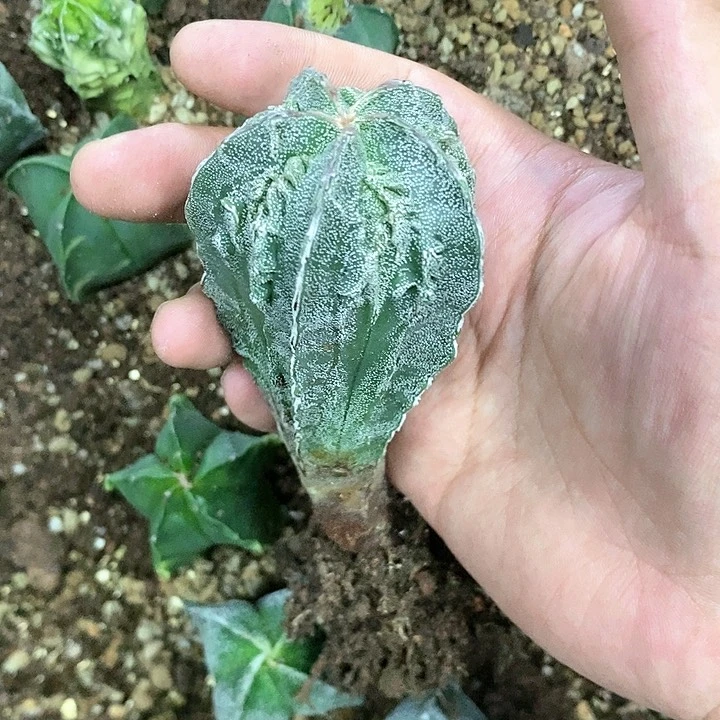 仙人球直播链接银纱核桃