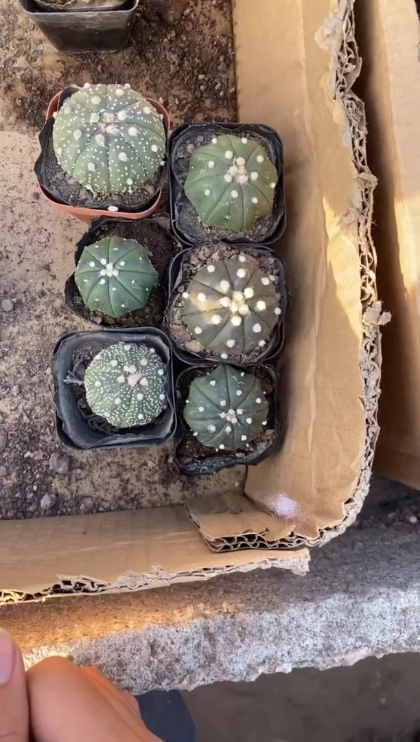 【闪购商品】实生星兜六颗