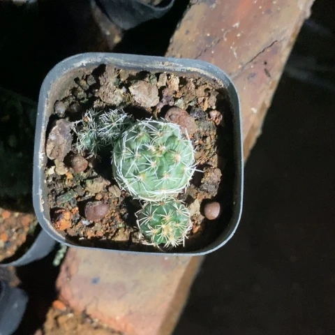 仙人球直播链接虾