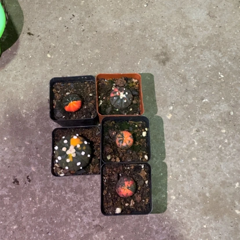 【闪购商品】1号兜锦