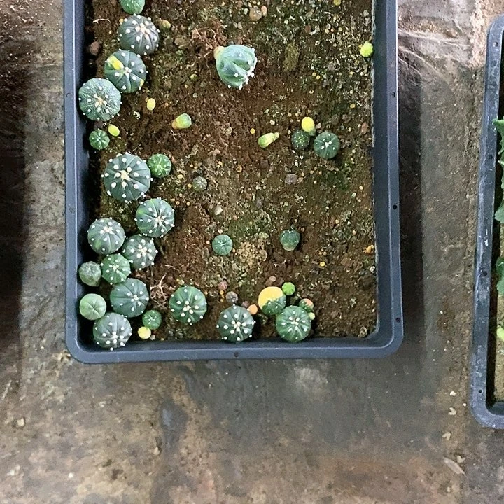 老*仙人球直播链接筐拍2号