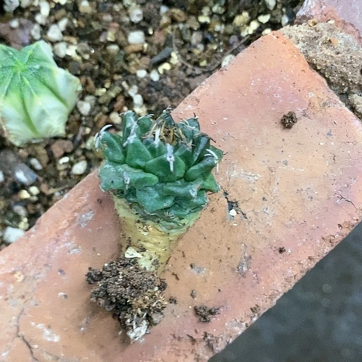 仙人球直播链接赤花娇丽缺水