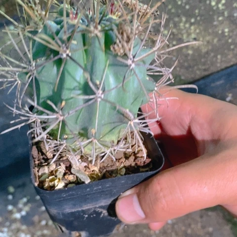 仙人球直播链接黑罗莎（瑕疵）