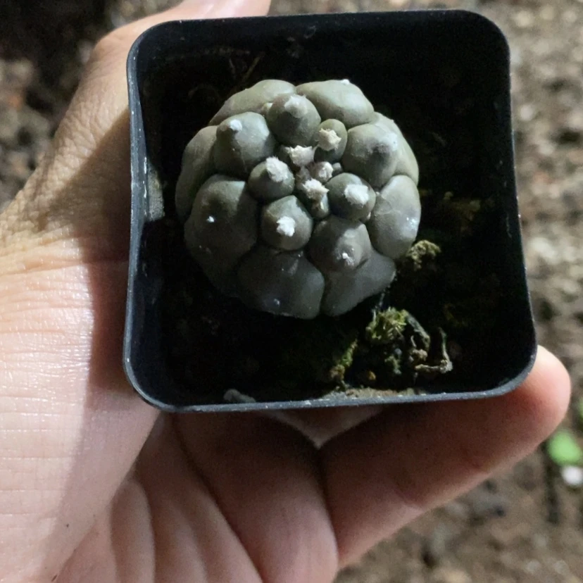 【闪购商品】2号龟甲兜