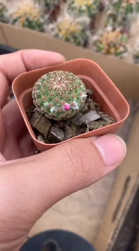 【闪购商品】实生神惠丸单颗