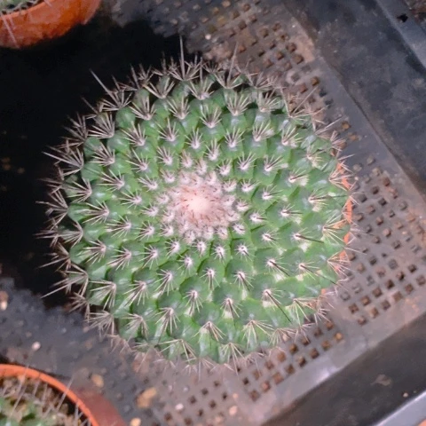 仙人球直播链接林达