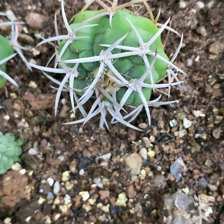 仙人球直播链接小精品碧岩玉