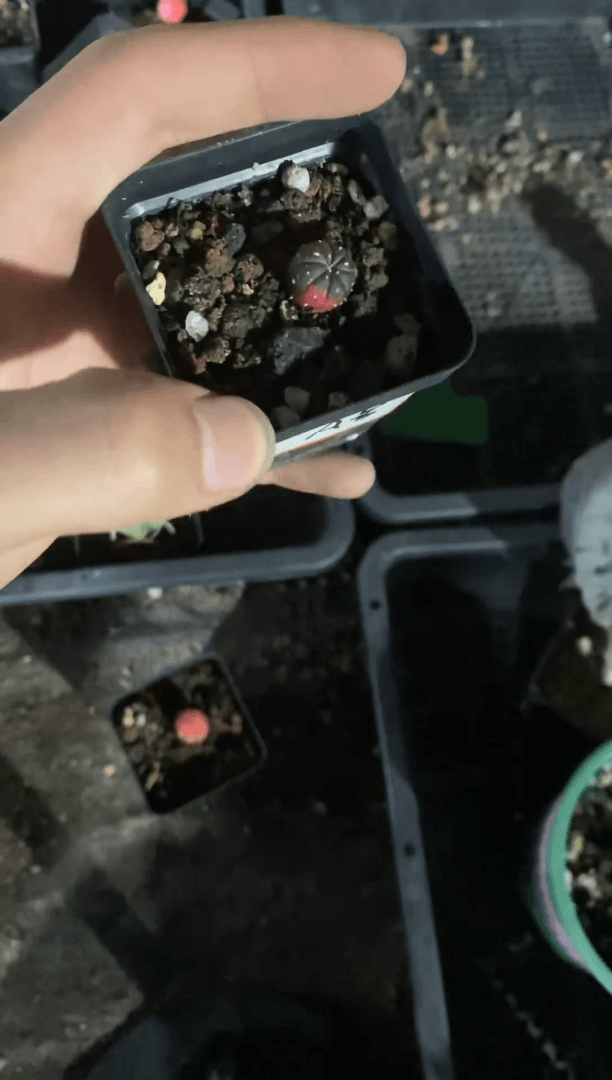 【闪购商品】实生a号小兜锦单颗