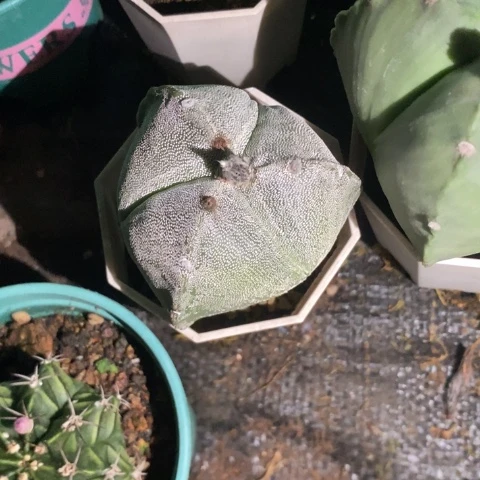 仙人球直播链接三角